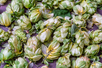 Fresh green hops on a wooden table