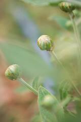 buds of white autumn flowers with green leaves in the sun