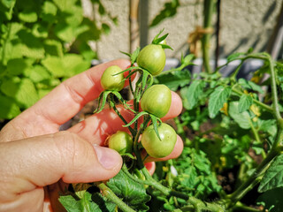 young tomatoes growing on balcony garden homegrown tomatoes in pots