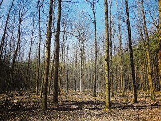 Deciduous forest in early spring 