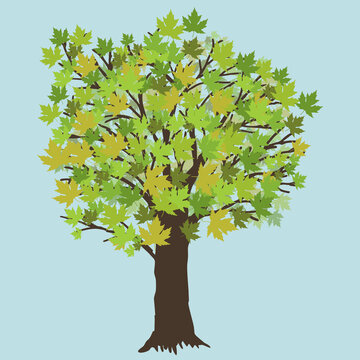 
A vector illustration of a maple tree during summer. The tree has green leafs.