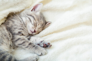 Gray striped kitten. Beautiful striped kitten sleeps on soft fluffy beige plaid. Cozy home with pet cat, animal baby. Top view with copy space. Sleeping cat closeup portrait.