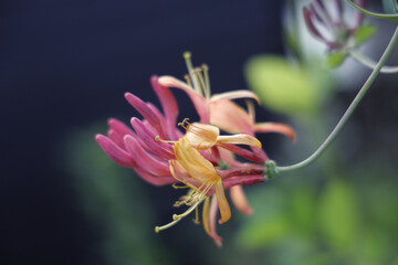 Closeup shot of honeysuckle on blurred background