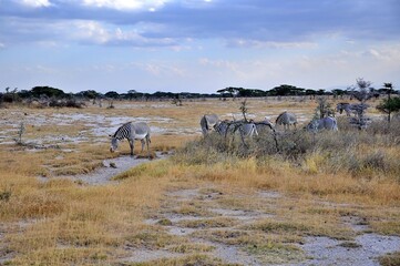 Zebry Granta (Equus quagga boehmi) zwane też zebrami równikowymi. W tle antylopy oryx. Wieczór, rezerwat Buffalo Springs (Kenia) © Lancan