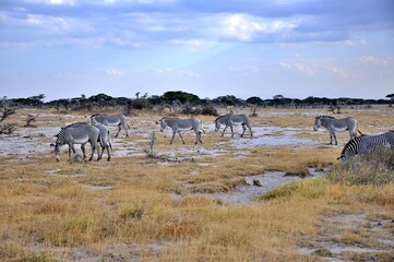 Zebry Granta (Equus quagga boehmi) zwane też zebrami równikowymi. W tle antylopy oryx. Wieczór, rezerwat Buffalo Springs (Kenia) © Lancan