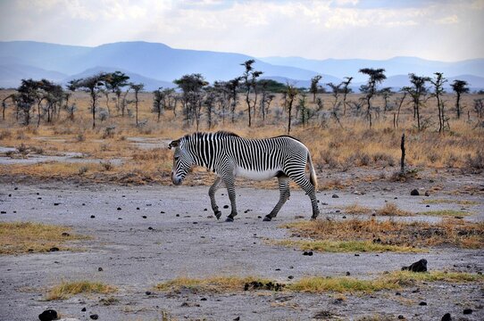 Fototapeta Zebra Granta (Equus quagga boehmi) zwana też zebrą równikową. Rezerwat Buffalo Springs (Kenia)