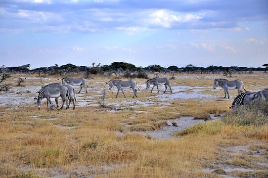 Fototapeta Zebry Granta (Equus quagga boehmi) zwane też zebrami równikowymi. W tle antylopy oryx. Wieczór, rezerwat Buffalo Springs (Kenia)