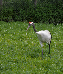 A red-crowned crane, Grus japonensis, looking for food in a meadow, you can see its red head.