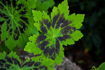 The brown cranesbill Samobor has green black leaves.