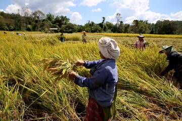 Chiang Mai, Thailand - October 16th, 2015: Rural Asian women working on the plantations on a beautiful sunny day. Rural woman day and farming context