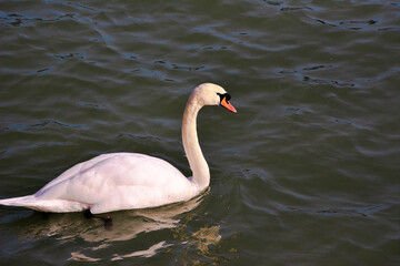 Mute swan - Cygnus olor is quietly circling on Lake Constance.