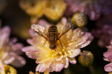 Bee