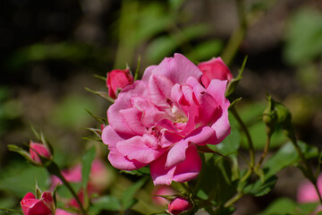 The rose with the name Bad Wörishofen has an open pink bloom. In the background you can see some closed flowers.