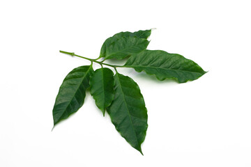 Coffee leaves isolated on white background.