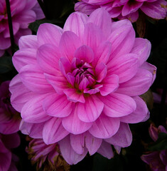 Water lily dahlia Carlien with pink petals.