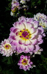 The Sandia Melody water lily dahlia has large, white purple flowers.
