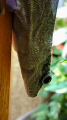 A striated day gecko climbs headlong down a pole.