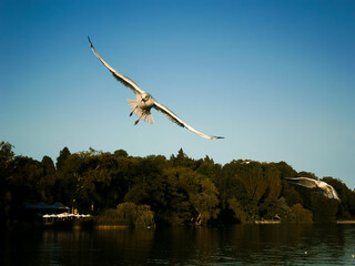 Black-headed gull - Chroicocephalus ridibundus flies straight towards the photographer. A nice flight study.