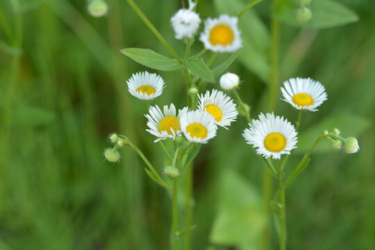 flowers of annual fleabane, Erigeron annuus,beautiful erigeron annuus closeup, annual fleabane , daisy fleabane