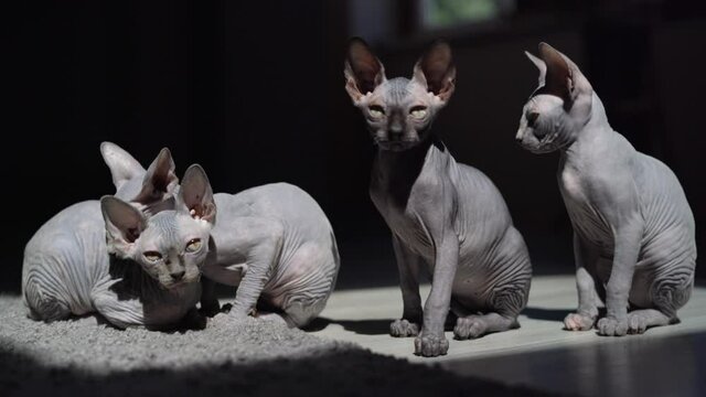 four bald sphinx cats sit in the sunlight at home on the carpet.