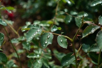 雫のついたバラの葉