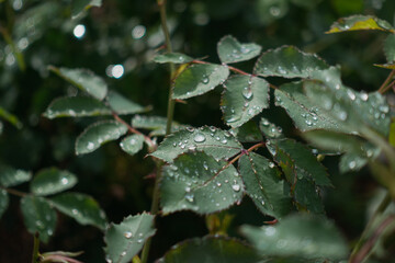 雫のついたバラの葉