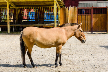 Przewalski wild horse (Equus przewalskii or Equus ferus przewalskii) or mongolian wild horse in a paddock. Endangered species