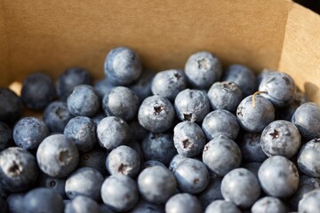 Macro shot of blueberries in the sun