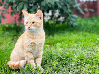 Naklejka na ściany i meble Beautiful red cat sits on a green grass. Outdoor. Copy space