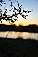 Sonnenuntergang im Hintergrund eines Astes am Fluss