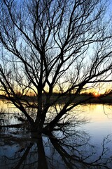 Sonnenuntergang im Hintergrund eines Baumes im Wasser