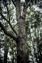 trees in the park