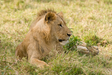 Juvenile male lion in the Maasai Mara