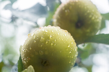 Apples covered with dew. Apples hang on a tree branch. Place for text. Shallow depth of field.