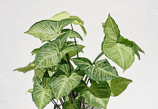 Syngonium podophyllum ( arrowhead plant or Singonio) with a white wall in the background