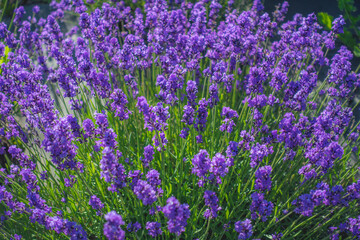 Naklejka premium ラベンダー畑 クロースアップ / 北海道札幌市