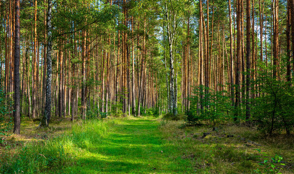 Waldwege und kleine  Seen in Brandenburg