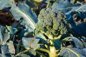 Reifer Broccoli auf dem Acker