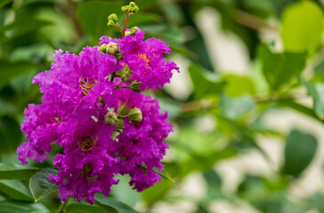 pink flowers in the garden