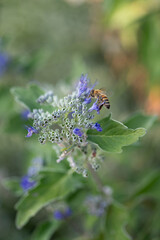 a bee on a purple flower