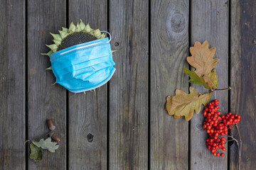 On a wooden background Sunflower with a medical mask and a branch of red rowan, yellow sunflower and dried apples. concept, it's autumn, quarantine during coronavirus, on a white background there is a