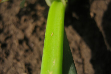 plant pests. onion tobacco thrips.