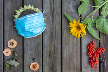 On a wooden background Sunflower with a medical mask and a branch of red rowan, yellow sunflower and dried apples. concept, it's autumn, quarantine during coronavirus, on a white background there is a