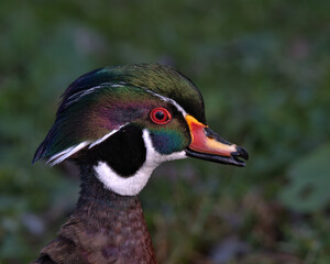 North American wood duck , Aix sponsa