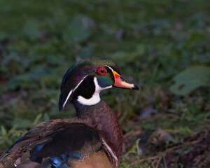 North American wood duck , Aix sponsa