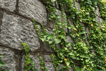     Verdant ivy on an old stone wall.