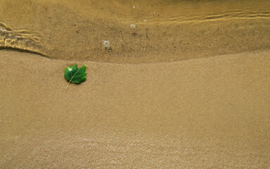 green birch leaf on the sandy river Bank with a wave of clear water