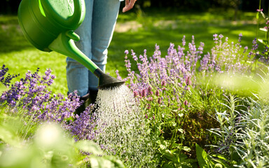 gardening and people concept - young woman with watering can pouring water to flowers at garden