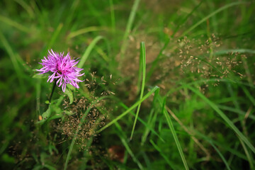 wildflowers close-up on a background of green grass