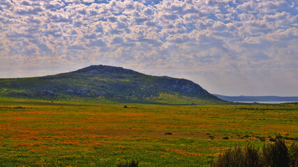 The beauty of the spring flowers